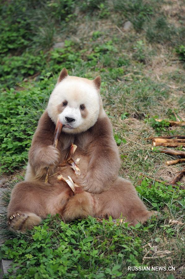 Большая панда коричнево-белого окраса из провинции Шэньси