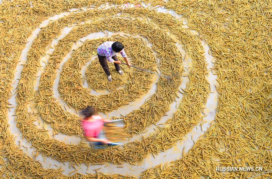 Осенние полевые работы и уборка урожая в Китае