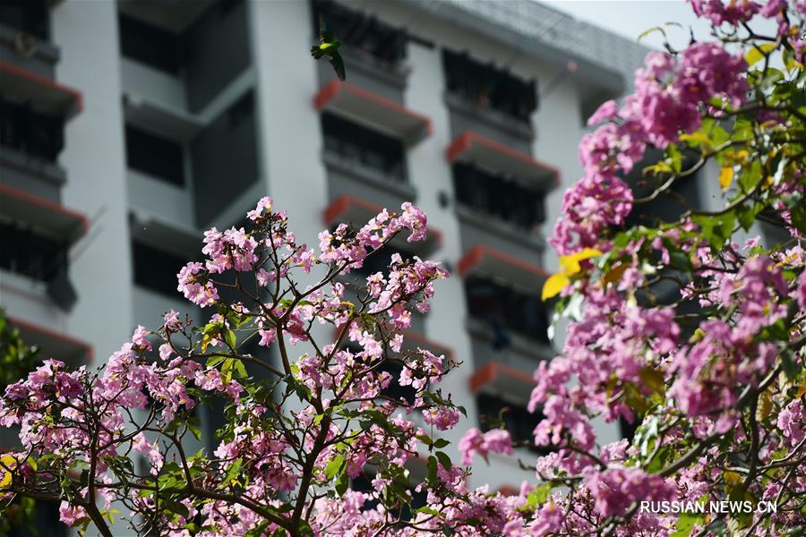 Сингапур утопает в море цветов