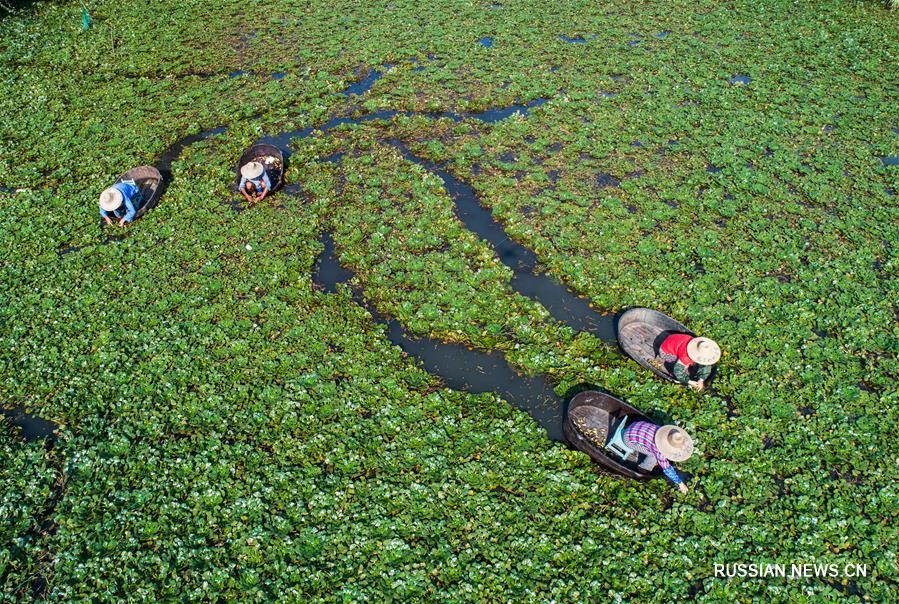 Сбор водяного ореха в провинции Чжэцзян