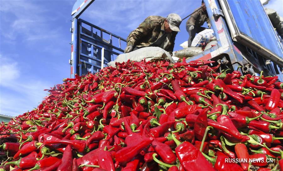 Огенно-красный урожай перца в Цзилине