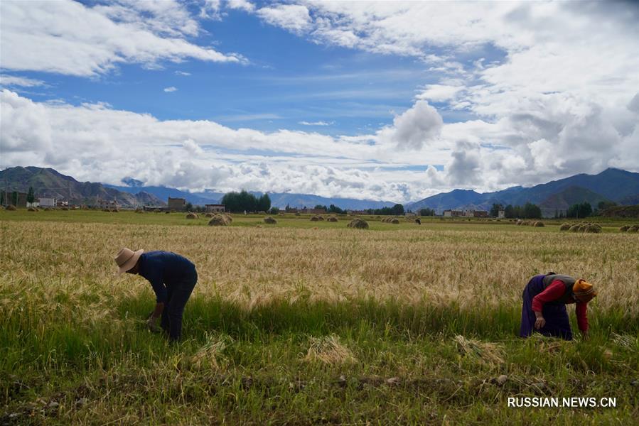 Урожай голозерного ячменя в Тибетском АР может установить новый рекорд
