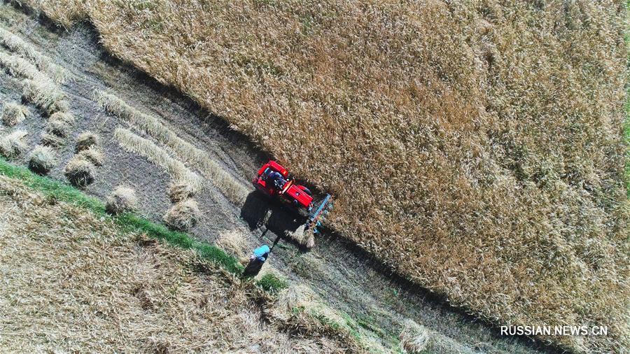 Урожай голозерного ячменя в Тибетском АР может установить новый рекорд