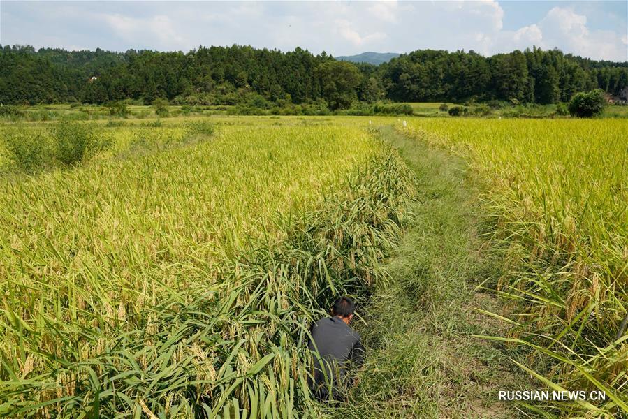 Фермеры из города Люян в Хунани растят лучший рис на воде из горных источников