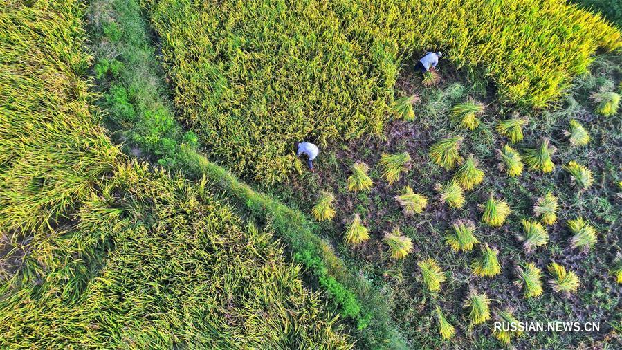 Сбор урожая поливного риса в провинции Цзянси