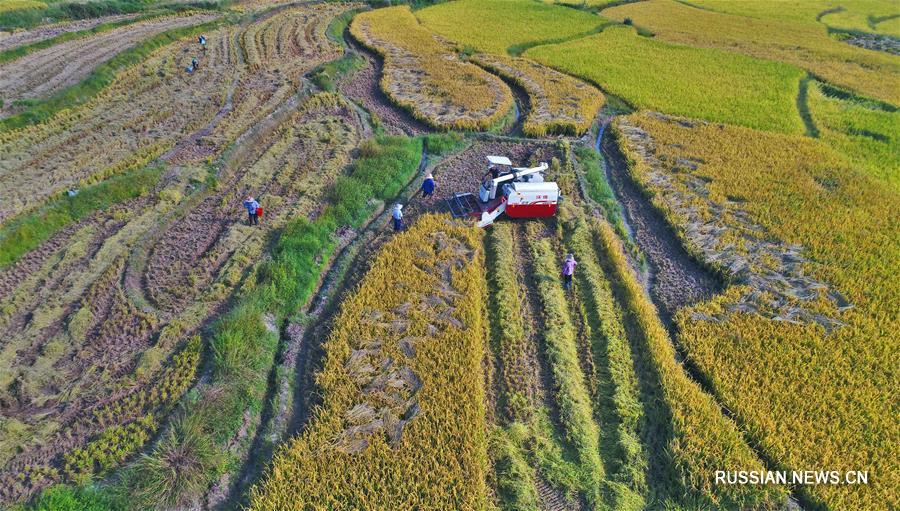Сбор урожая поливного риса в провинции Цзянси