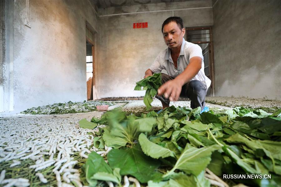На юге Китая шелководство помогло крестьянам избавиться от нищеты