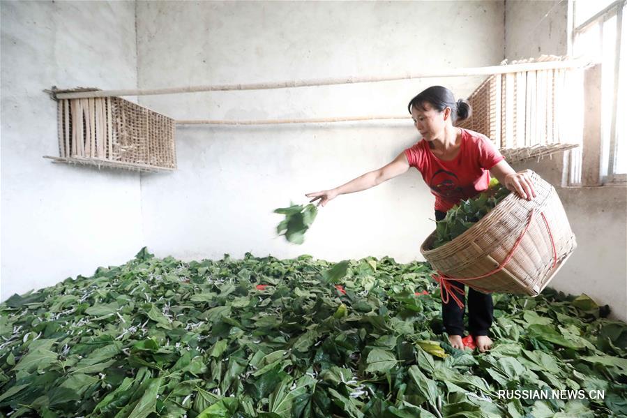 На юге Китая шелководство помогло крестьянам избавиться от нищеты