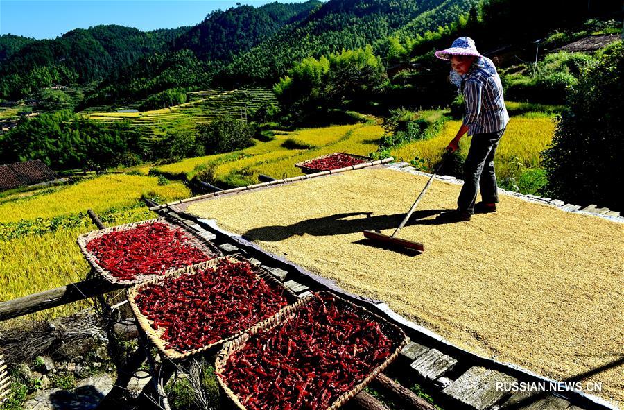 Сбор урожая в горной деревне в Уишань