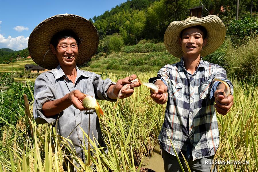 Сбор урожая в горной деревне в Уишань