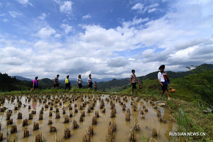 Съедобные речные улитки стали источником благосостояния для фермеров из Лючжоу