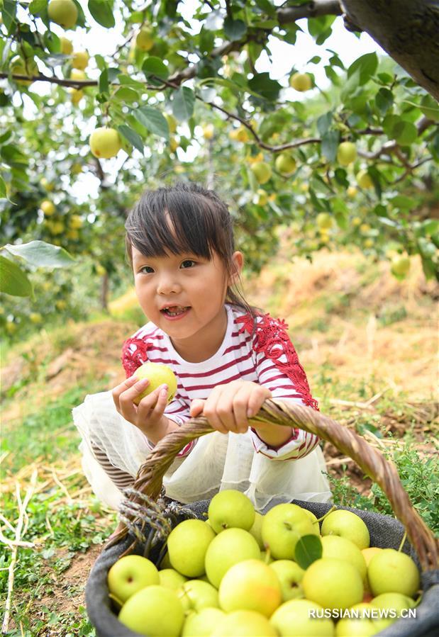 В провинции Ляонин собирают урожай груш