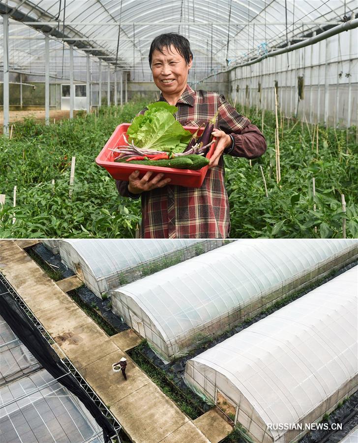 Уборка богатого осеннего урожая в Китае