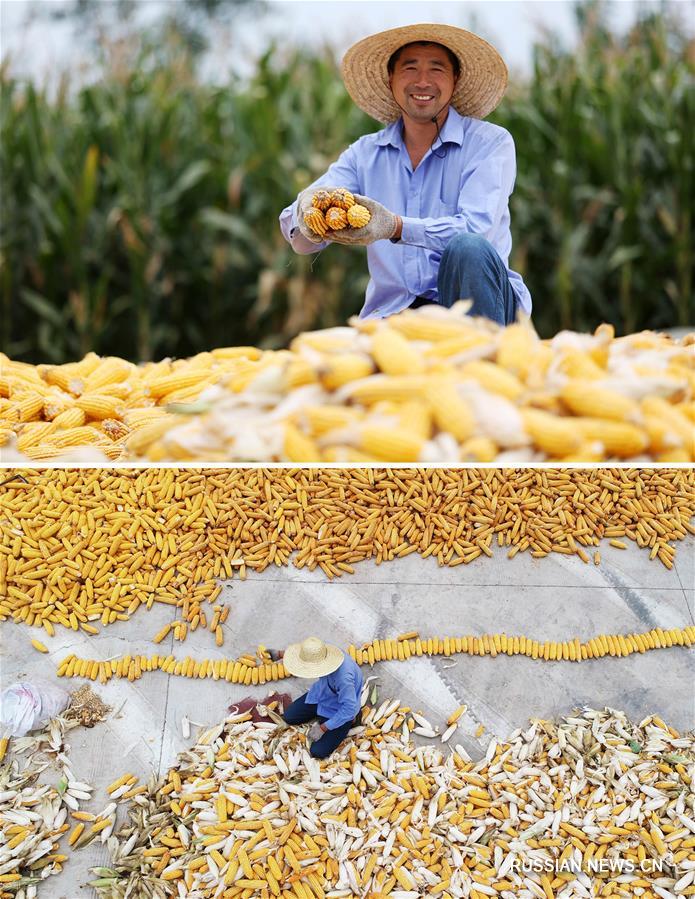 Уборка богатого осеннего урожая в Китае