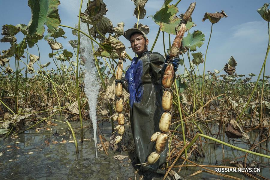 Сбор урожая корневищ лотоса в провинции Хубэй 