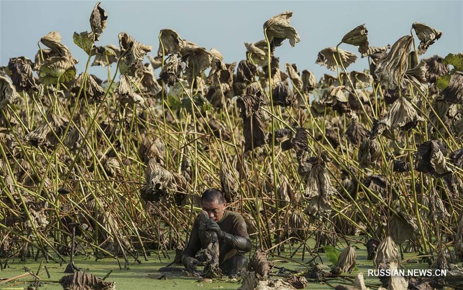 Сбор урожая корневищ лотоса в провинции Хубэй 