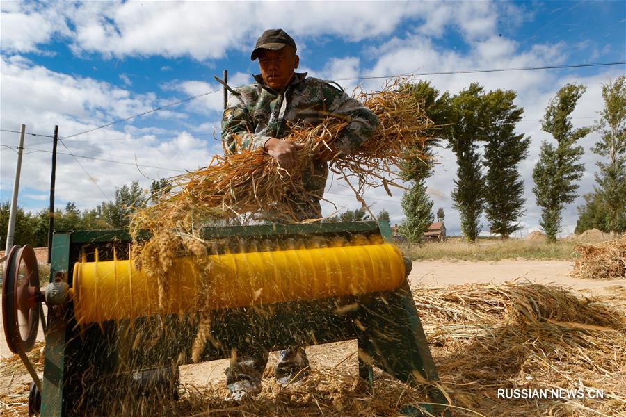 В АР Внутренняя Монголия собирают урожай зерновых культур