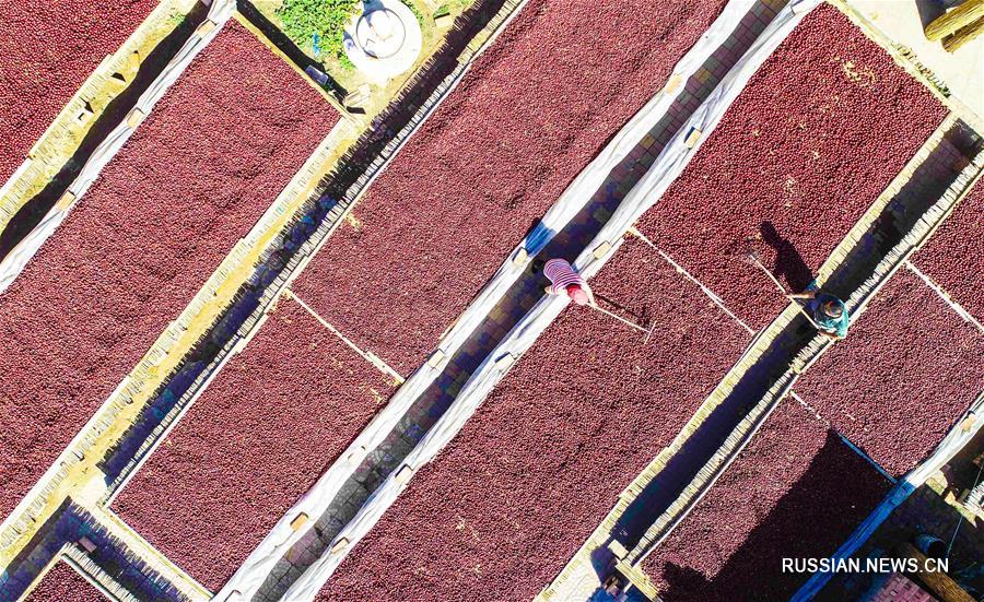 Урожай китайских фиников собирают в провинции Хэбэй