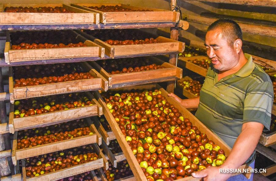 Урожай китайских фиников собирают в провинции Хэбэй