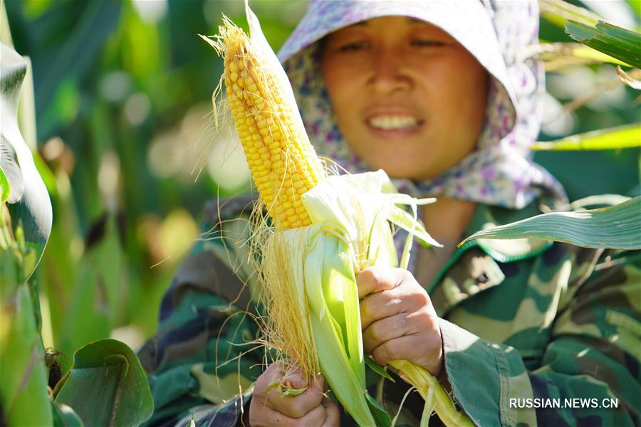 На севере Китая с радостью встречают богатый урожай