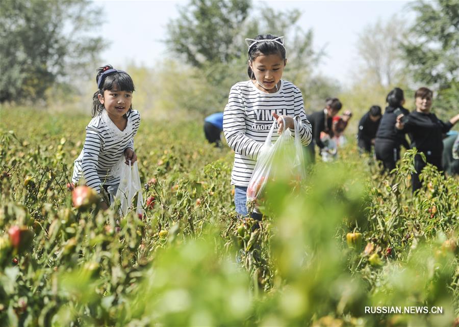 Агротуристы из городов по случаю Дня урожая и праздника Чжунцю символично поучаствовали в уборке урожая 