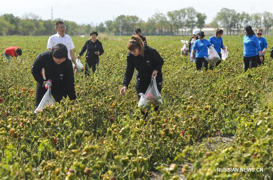 Агротуристы из городов по случаю Дня урожая и праздника Чжунцю символично поучаствовали в уборке урожая 