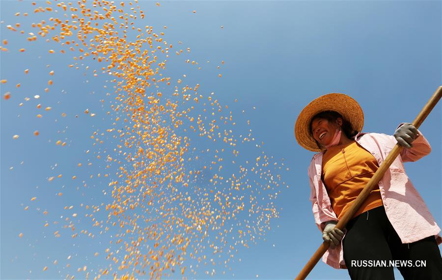 Фермеры сушат урожай кукурузы в провинции Шаньдун