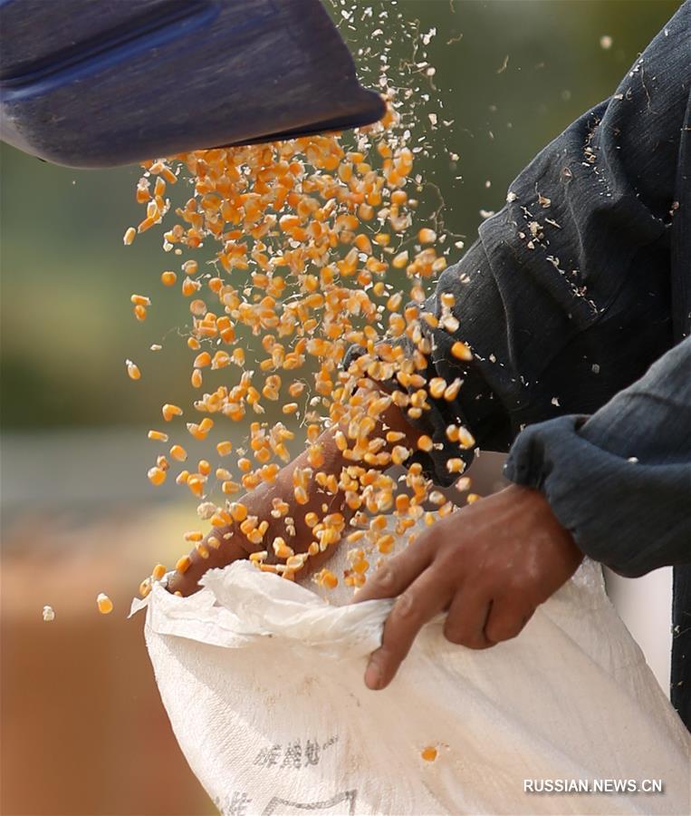 Фермеры сушат урожай кукурузы в провинции Шаньдун