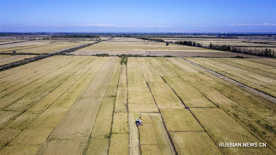 Золотые рисовые поля в долине реки Илихэ 