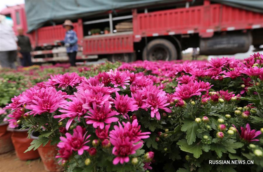 Осенние хризантемы из китайской провинции Шаньдун 