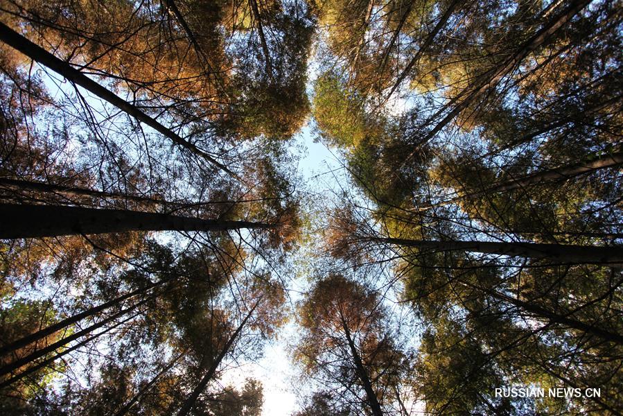 Захватывающие осенние красоты города Янчжоу на востоке Китая