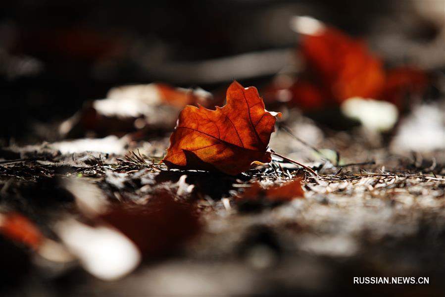 Захватывающие осенние красоты города Янчжоу на востоке Китая