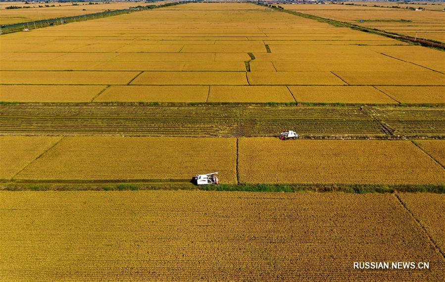 Урожай риса на Севере Китая