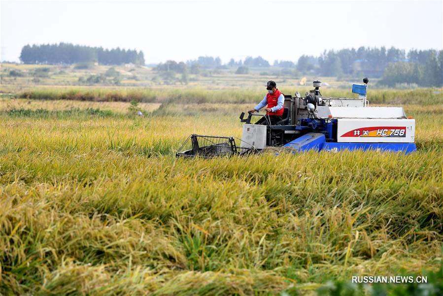 Уборка риса в провинции Аньхой
