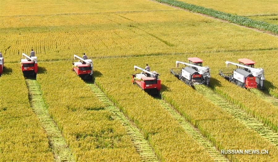 В Китае ожидается богатый осенний урожай 