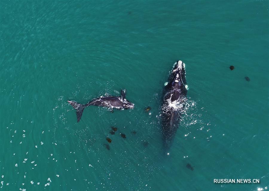 В ЮАР проходит фестиваль китов