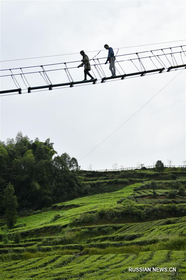 Туристы на чайных плантациях в провинции Хубэй