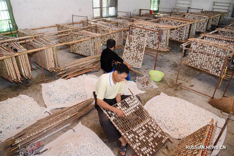 Развитие шелководства в городе Хайань провинции Цзянсу