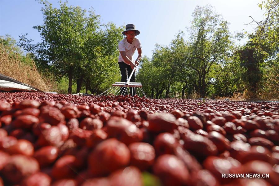 Фермеры в уезде Юйтянь провинции Хэбэй торопятся собрать урожай китайских фиников