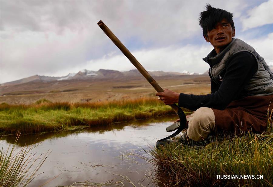 Скотоводы на севере Тибета заняты заготовкой кормовых трав