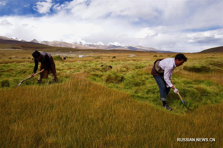 Скотоводы на севере Тибета заняты заготовкой кормовых трав