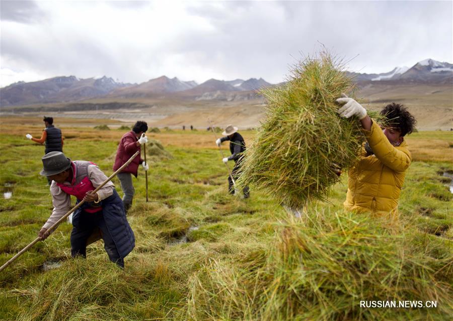 Скотоводы на севере Тибета заняты заготовкой кормовых трав