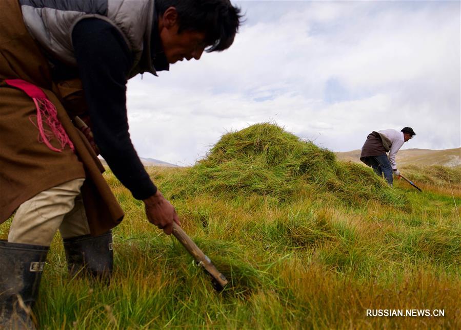 Скотоводы на севере Тибета заняты заготовкой кормовых трав