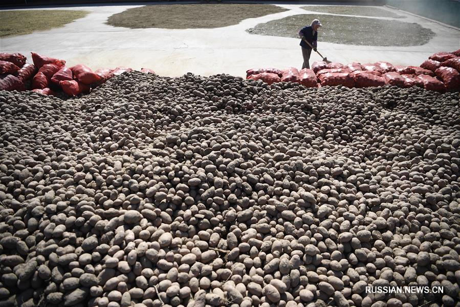 Сбор урожая картофеля на северо-западе Китая