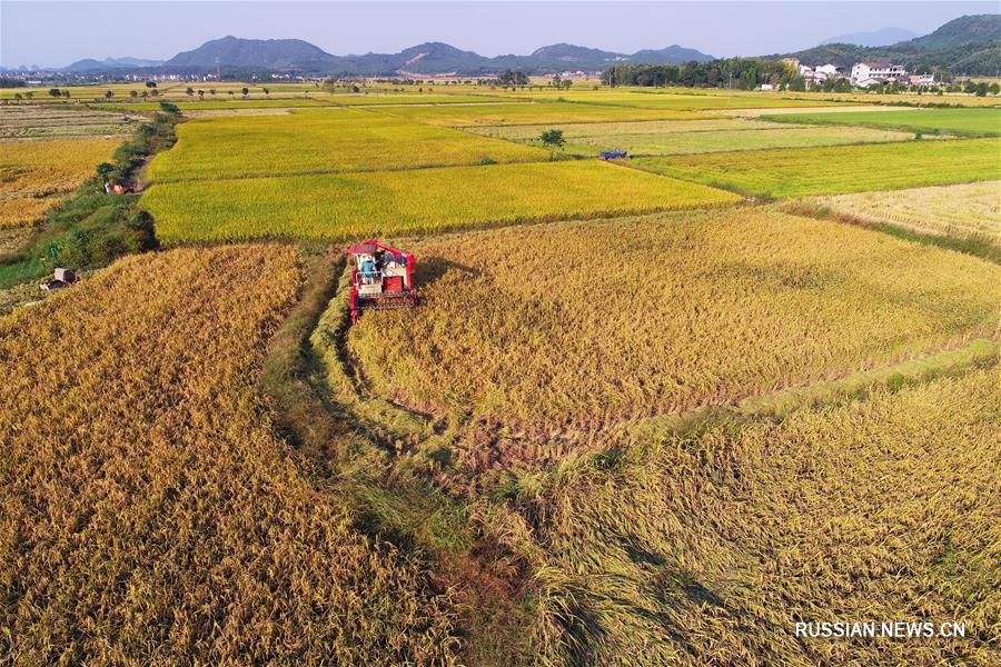 По всему Китаю фермеры торопятся собрать урожай
