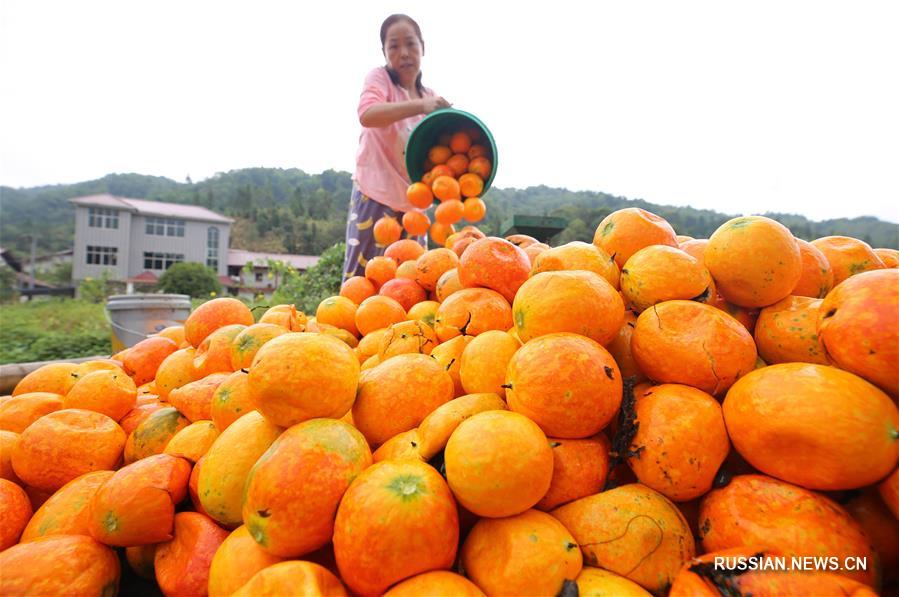 По всему Китаю фермеры торопятся собрать урожай