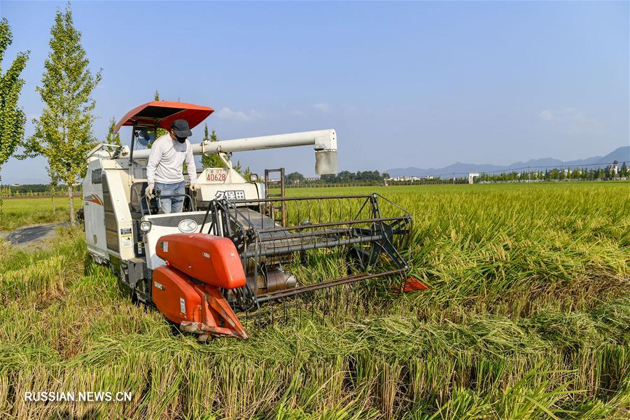 Уборка урожая позднего риса в пров. Чжэцзян в самом разгаре