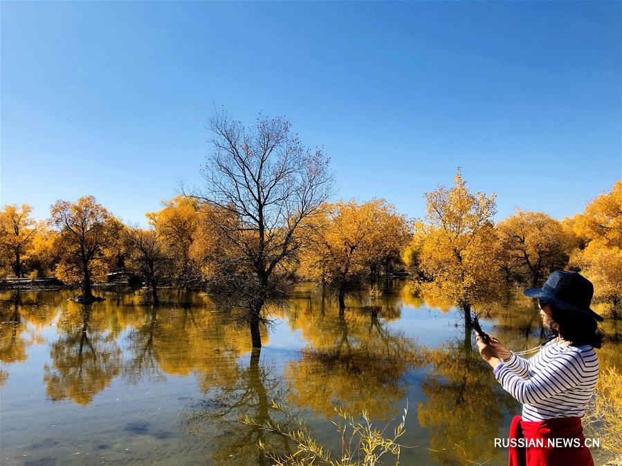 Осенний лес евфратских тополей на северо-западе Китая