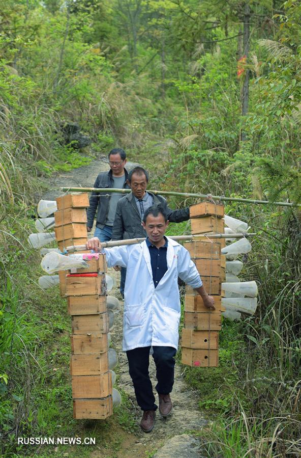 Разведение ос помогает крестьянам провинции Хубэй увеличить свои доходы