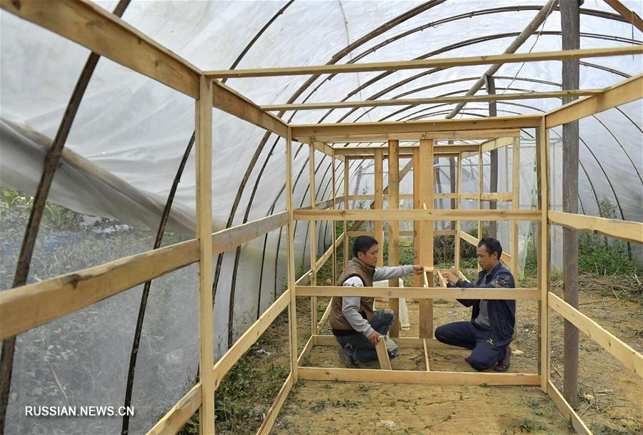 Разведение ос помогает крестьянам провинции Хубэй увеличить свои доходы